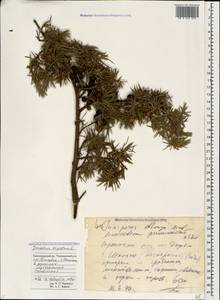 Juniperus oxycedrus L., Caucasus, Black Sea Shore (from Novorossiysk to Adler) (K3) (Russia)