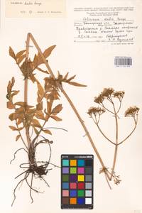 Valeriana dubia Bunge, Eastern Europe, Eastern region (E10) (Russia)