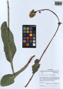 Crepis praemorsa (L.) Tausch, Siberia, Altai & Sayany Mountains (S2) (Russia)