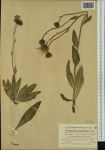 Hieracium chlorifolium subsp. pulchriforme (Murr & Zahn) Murr & Zahn, Western Europe (EUR) (Austria)