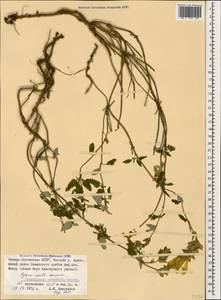Scutellaria oreophila Grossh., Caucasus, North Ossetia, Ingushetia & Chechnya (K1c) (Russia)