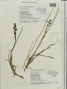 Scheuchzeria palustris L., Eastern Europe, Central region (E4) (Russia)