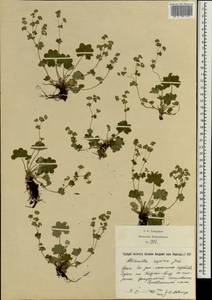 Alchemilla supina Juz., Crimea (KRYM) (Russia)