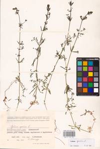 Galium spurium L., Eastern Europe, Lower Volga region (E9) (Russia)