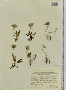 Taraxacum macilentum Dahlst., Siberia, Chukotka & Kamchatka (S7) (Russia)