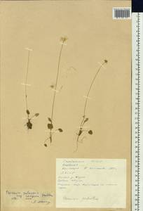 Parnassia palustris L., Siberia, Yakutia (S5) (Russia)