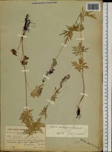 Aconitum ambiguum Rchb., Siberia, Baikal & Transbaikal region (S4) (Russia)