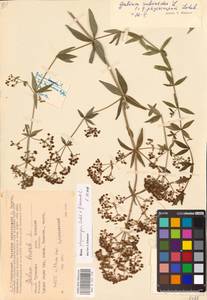 Galium physocarpum × boreale, Eastern Europe, Central region (E4) (Russia)