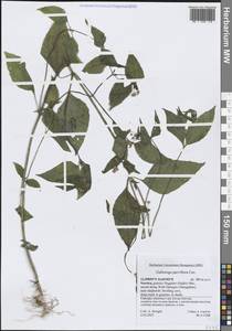 Galinsoga parviflora Cav., South Asia, South Asia (Asia outside ex-Soviet states and Mongolia) (ASIA) (Yemen)