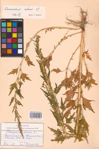 Oxybasis rubra (L.) S. Fuentes, Uotila & Borsch, Eastern Europe, Central forest-and-steppe region (E6) (Russia)