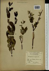 Salix myrsinifolia × phylicifolia, Eastern Europe, Central region (E4) (Russia)