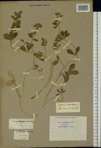 Trifolium resupinatum L., Eastern Europe, Central forest-and-steppe region (E6) (Russia)