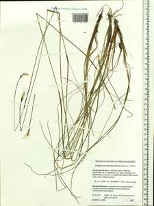 Eriophorum brachyantherum Trautv. & C.A.Mey., Siberia, Russian Far East (S6) (Russia)