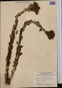 Rhodiola heterodonta (Hook. fil. & Thomson) Boriss., Middle Asia, Dzungarian Alatau & Tarbagatai (M5) (Kazakhstan)