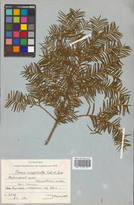 Taxus cuspidata Siebold & Zucc., Siberia, Russian Far East (S6) (Russia)