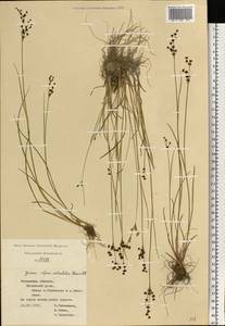 Juncus alpinoarticulatus Chaix, Eastern Europe, Central region (E4) (Russia)