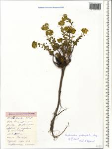 Euphorbia petrophila C.A.Mey., Caucasus, Stavropol Krai, Karachay-Cherkessia & Kabardino-Balkaria (K1b) (Russia)