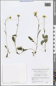 Tephroseris subfrigida (Kom.) Holub, Siberia, Chukotka & Kamchatka (S7) (Russia)