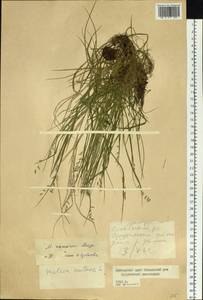 Melica grandiflora Koidz., Siberia, Russian Far East (S6) (Russia)