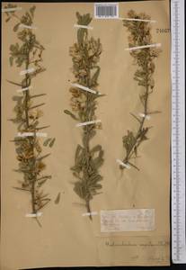 Caragana halodendron (Pall.) Dum.Cours., Middle Asia, Muyunkumy, Balkhash & Betpak-Dala (M9) (Kazakhstan)