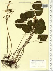 Epimedium pinnatum, Caucasus, Azerbaijan (K6) (Azerbaijan)