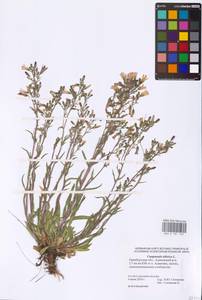 Campanula sibirica L., Eastern Europe, Eastern region (E10) (Russia)