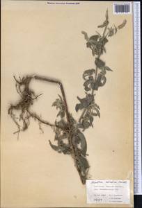 Mentha longifolia var. asiatica (Boriss.) Rech.f., Middle Asia, Northern & Central Tian Shan (M4) (Kyrgyzstan)