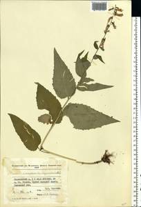 Campanula rapunculoides L., Eastern Europe, Moldova (E13a) (Moldova)