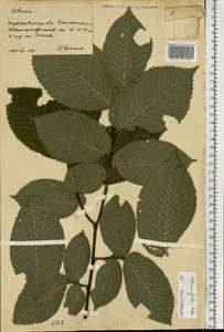 Ulmus glabra Huds., Eastern Europe, North Ukrainian region (E11) (Ukraine)