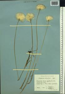 Eriophorum scheuchzeri Hoppe, Siberia, Western Siberia (S1) (Russia)