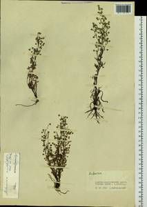 Artemisia anethifolia Weber ex Stechm., Siberia, Baikal & Transbaikal region (S4) (Russia)