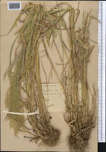 Agrostis, Middle Asia, Western Tian Shan & Karatau (M3)