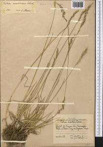 Festuca arundinacea Schreb. , nom. cons., Middle Asia, Western Tian Shan & Karatau (M3) (Uzbekistan)