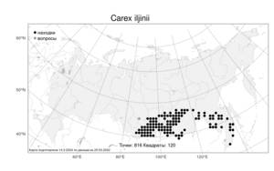 Carex iljinii V.I.Krecz., Atlas of the Russian Flora (FLORUS) (Russia)