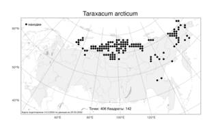 Taraxacum arcticum (Trautv.) Dahlst., Atlas of the Russian Flora (FLORUS) (Russia)