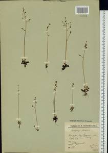 Micranthes foliolosa (R. Br.) Gornall, Eastern Europe, Northern region (E1) (Russia)