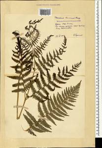 Pteridium aquilinum subsp. aquilinum, Crimea (KRYM) (Russia)