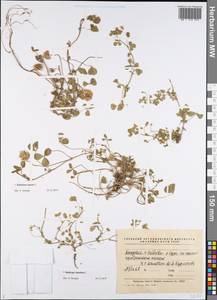 Trifolium retusum L., Eastern Europe, Middle Volga region (E8) (Russia)