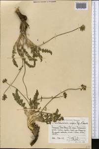 Schtschurowskia meifolia Regel & Schmalh., Middle Asia, Western Tian Shan & Karatau (M3) (Kyrgyzstan)
