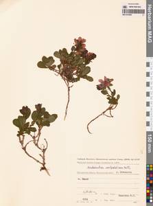 Rhododendron camtschaticum Pall., Siberia, Chukotka & Kamchatka (S7) (Russia)