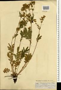 Potentilla tanacetifolia Willd. ex D.F.K.Schltdl., Mongolia (MONG) (Mongolia)
