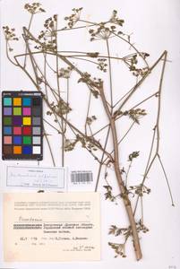 Xanthoselinum alsaticum (L.) Schur, Eastern Europe, South Ukrainian region (E12) (Ukraine)