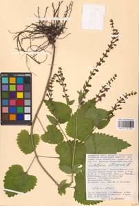 MHA 0 155 324, Scutellaria altissima L., Eastern Europe, Central forest-and-steppe region (E6) (Russia)