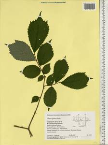 Ulmus glabra, Eastern Europe, Central region (E4) (Russia)