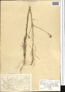 Erysimum cyaneum Popov, Middle Asia, Western Tian Shan & Karatau (M3) (Uzbekistan)