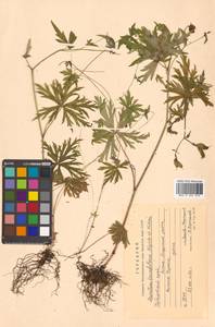 Aconitum karafutense subsp. karafutense, Siberia, Russian Far East (S6) (Russia)