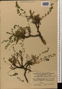 Astragalus sanguinolentus M.Bieb., Caucasus, South Ossetia (K4b) (South Ossetia)