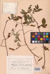 Rosa pendulina L., Eastern Europe, West Ukrainian region (E13) (Ukraine)