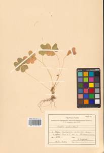 Oxalis acetosella L., Siberia, Russian Far East (S6) (Russia)