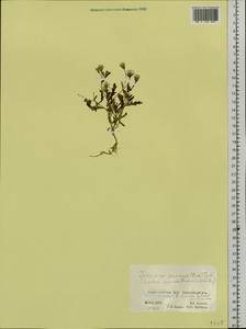Ixeris chinensis subsp. versicolor (Fisch. ex Link) Kitam., Siberia, Altai & Sayany Mountains (S2) (Russia)